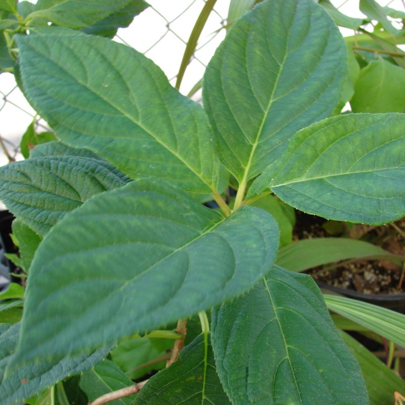 Hortensja bukietowa Great Star Le Vasterival (Ulistnienie)