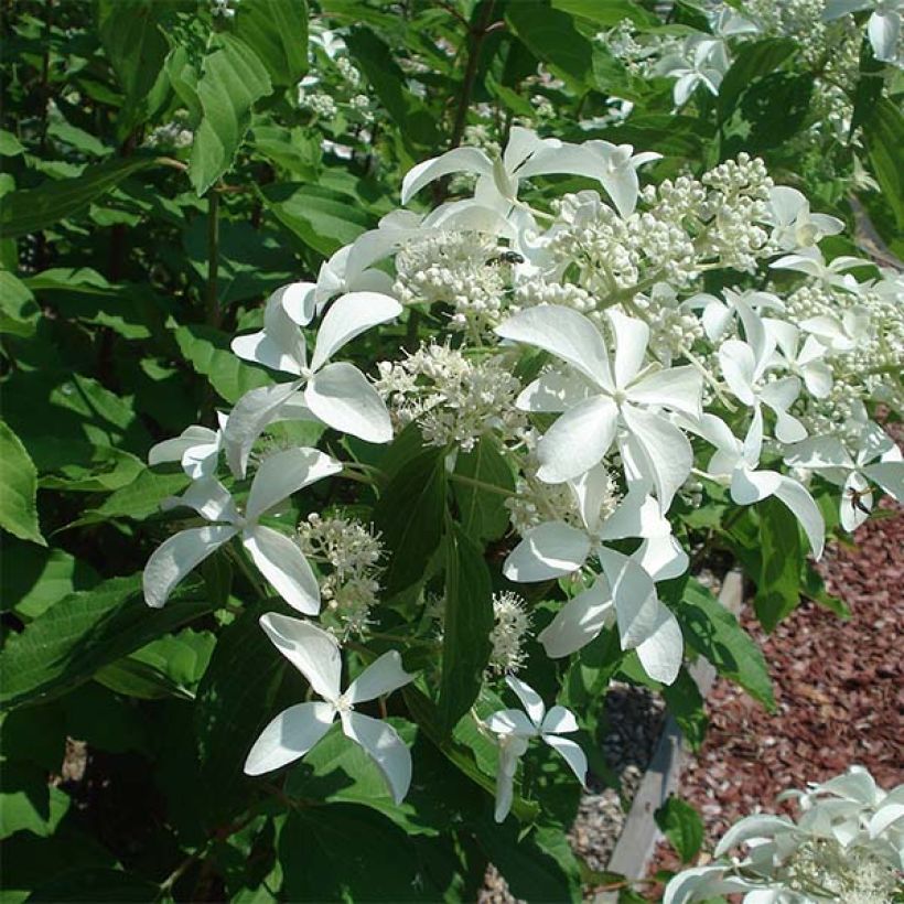 Hortensja bukietowa Great Star Le Vasterival (Kwitnienie)