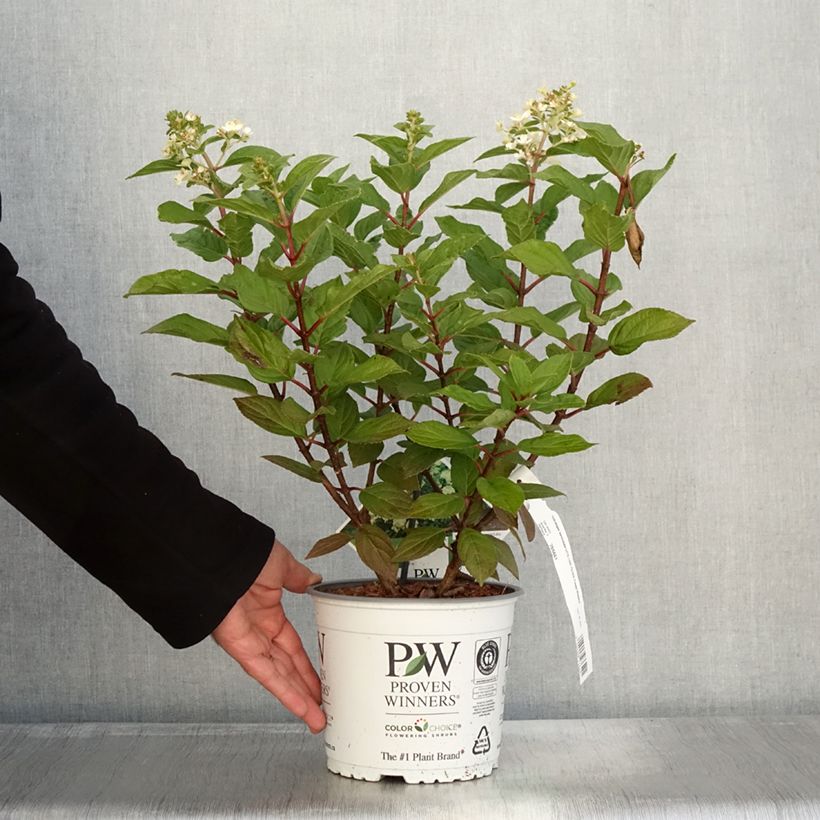 Przykładowy wygląd Hortensja bukietowa Little Lime Punch Doniczka 3L/4L w momencie dostawy jesienią