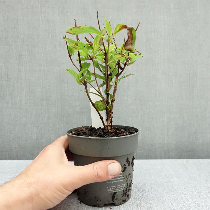 Przykładowy wygląd Hortensja bukietowa Living Cotton Cream Doniczka 12 cm / 13 cm w momencie dostawy jesienią