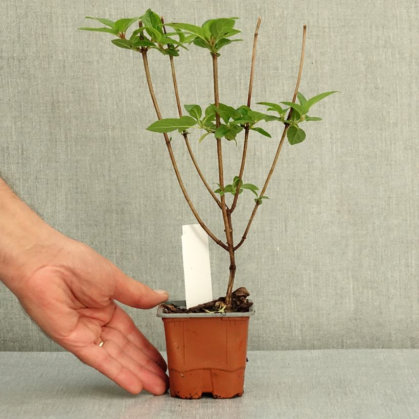 Przykładowy wygląd Hortensja bukietowa Living Pinky Promise Doniczka 8/9 cm w momencie dostawy latem