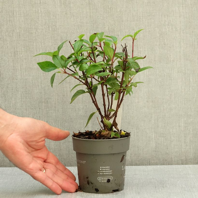 Przykładowy wygląd Hortensja bukietowa Living Strawberry Blossom Doniczka 12 cm / 13 cm w momencie dostawy latem