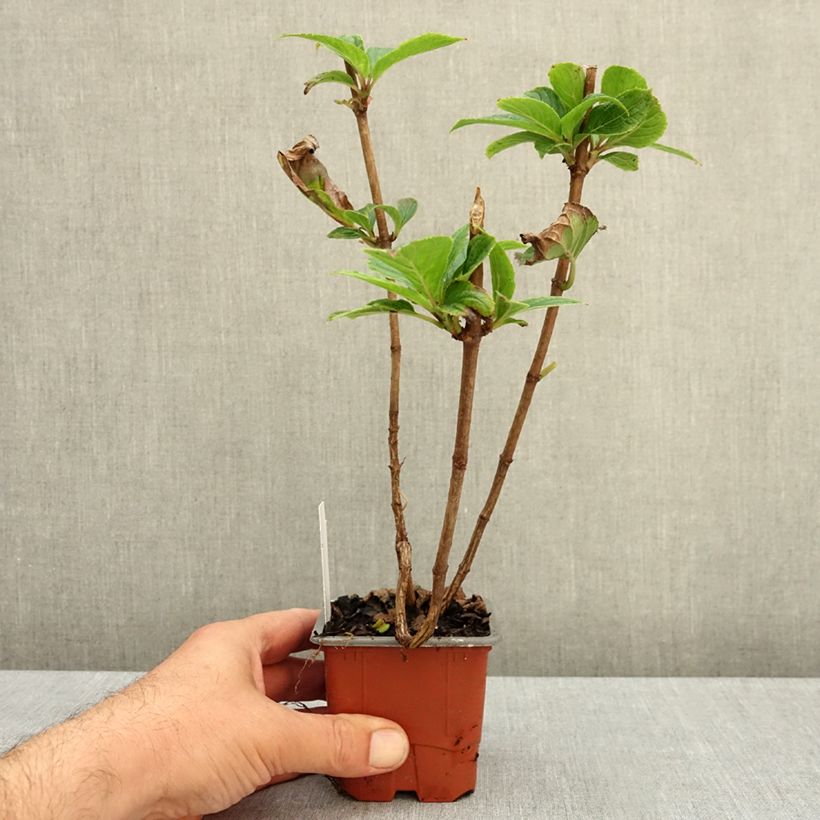Przykładowy wygląd Hortensja bukietowa Living Sugar Rush Doniczka 8/9 cm w momencie dostawy jesienią