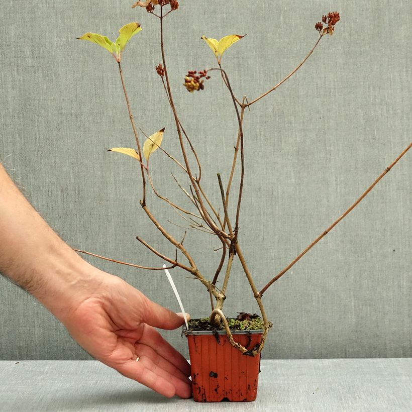 Przykładowy wygląd Hortensja bukietowa Fire Doniczka 8/9 cm w momencie dostawy jesienią