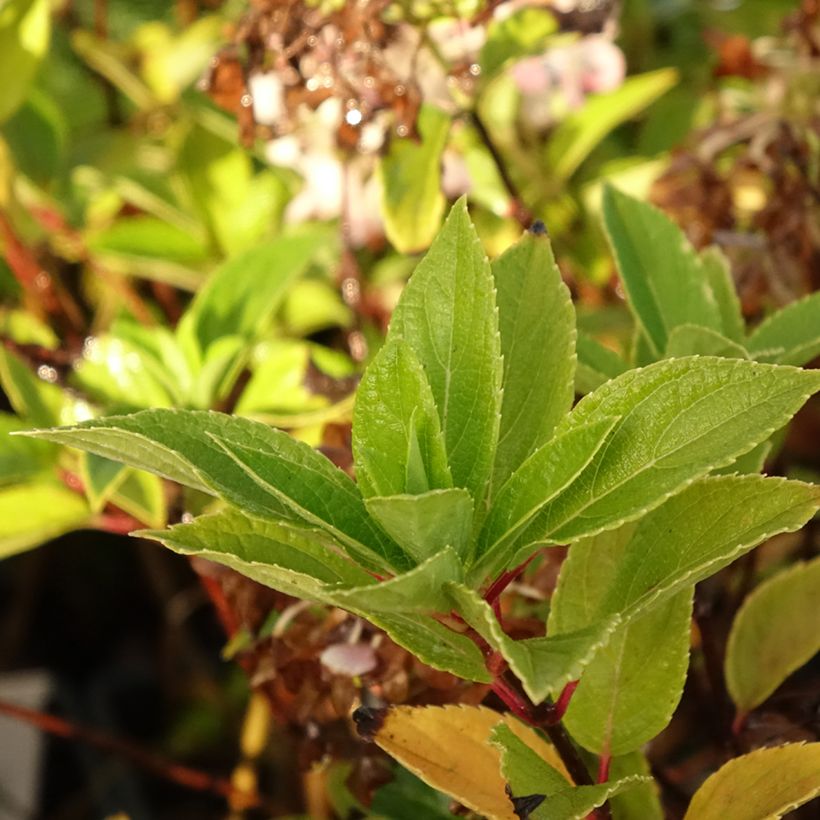 Hortensja bukietowa Mojito (Ulistnienie)