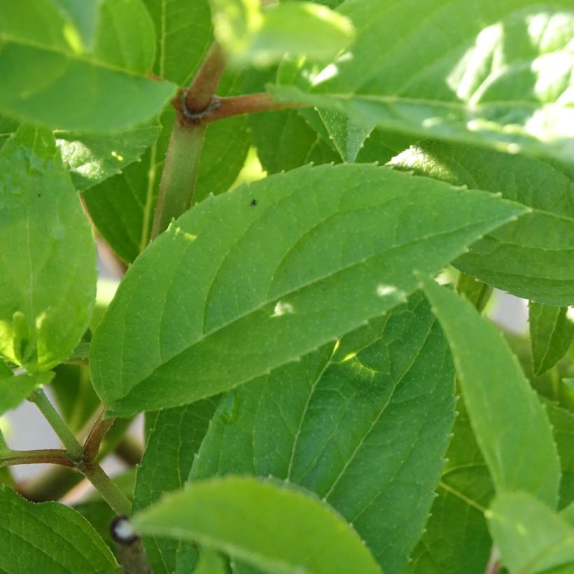 Hortensja bukietowa Petite Star (Ulistnienie)