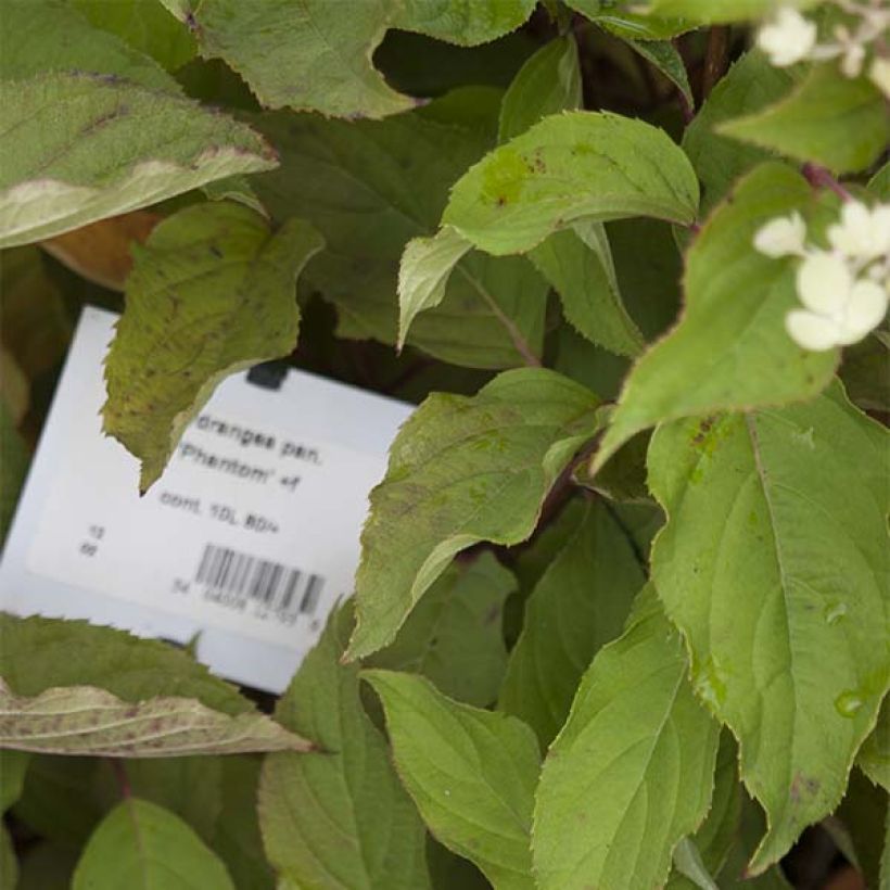 Hortensja bukietowa Phantom (Ulistnienie)