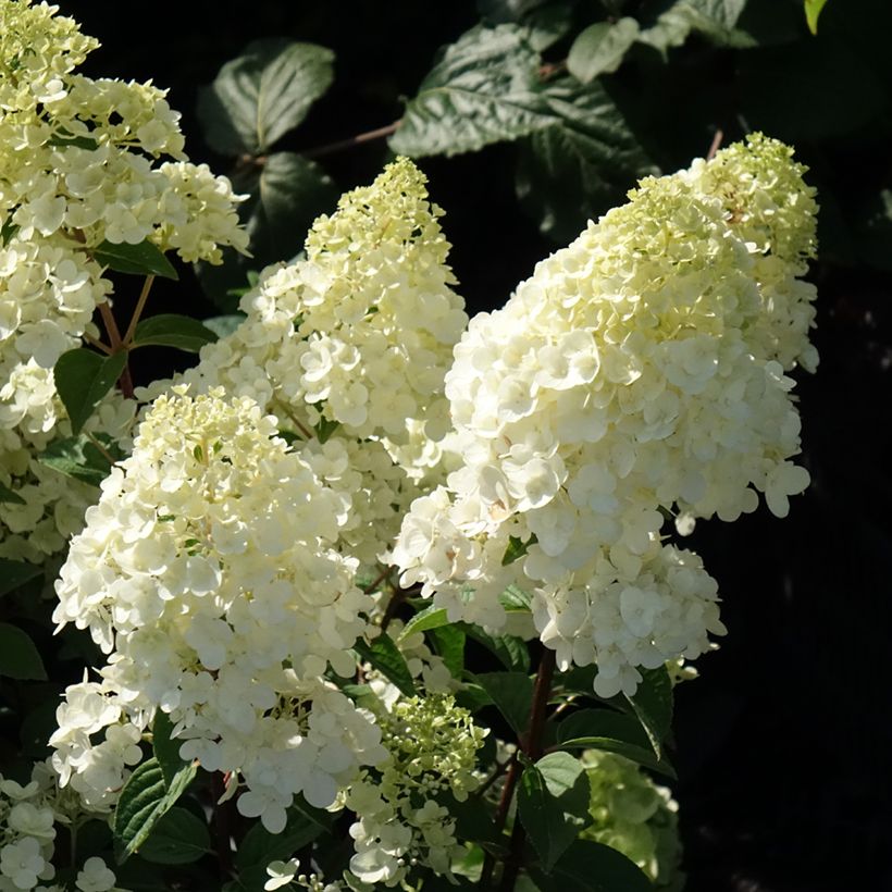 Hortensja bukietowa Sundae Fraise (Kwitnienie)