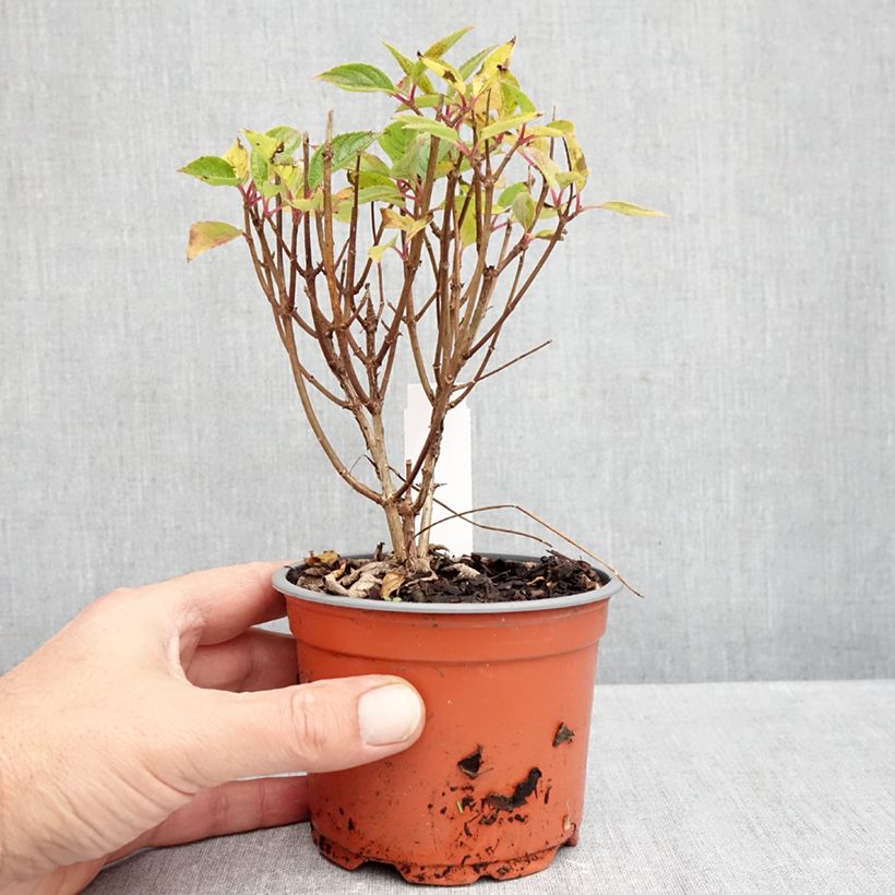 Przykładowy wygląd Hortensja bukietowa White Light Doniczka 12 cm / 13 cm w momencie dostawy jesienią