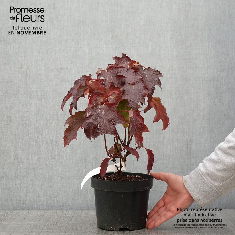 Przykładowy wygląd Hortensja dębolistna Back Porch Doniczka 3L/4L w momencie dostawy jesienią
