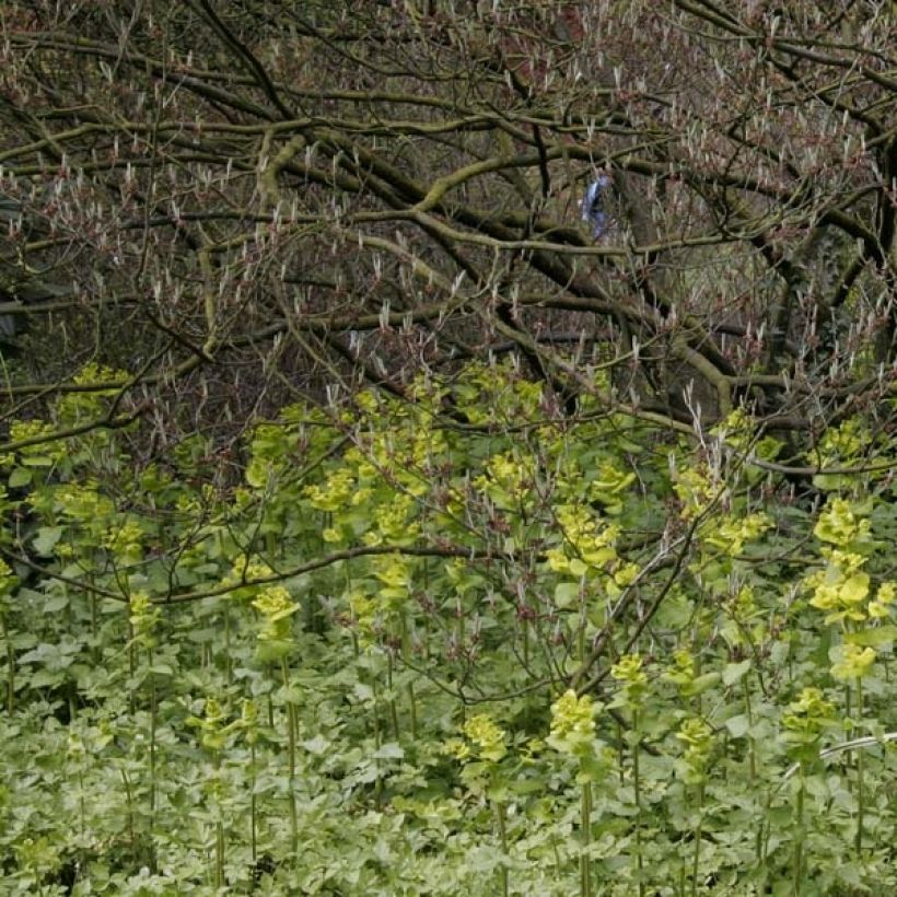 Kirengeshoma palmata - Kirengeszoma dłoniasta (Pokrój rośliny)