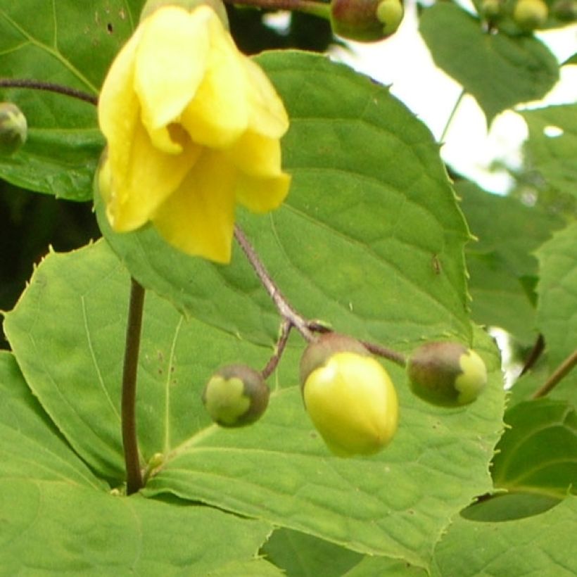 Kirengeshoma palmata - Kirengeszoma dłoniasta (Kwitnienie)