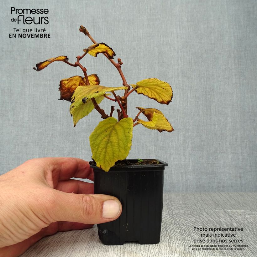Przykładowy wygląd Kiwi Monty żeńskie Doniczka 8/9 cm w momencie dostawy jesienią