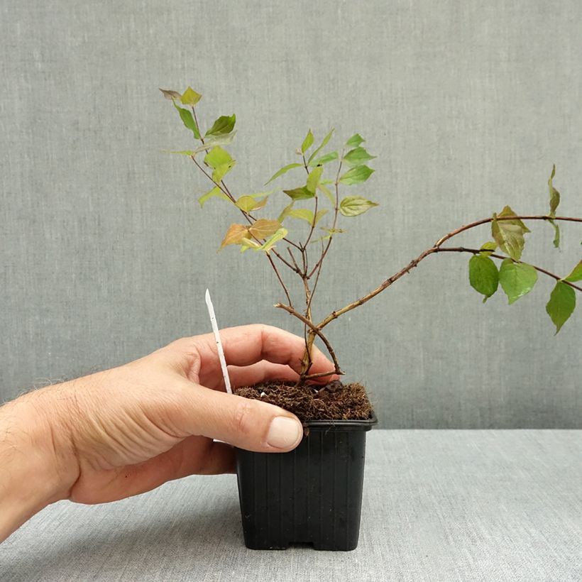 Przykładowy wygląd Kolkwitzia amabilis - Kolkwicja chińska Doniczka 8/9 cm w momencie dostawy jesienią