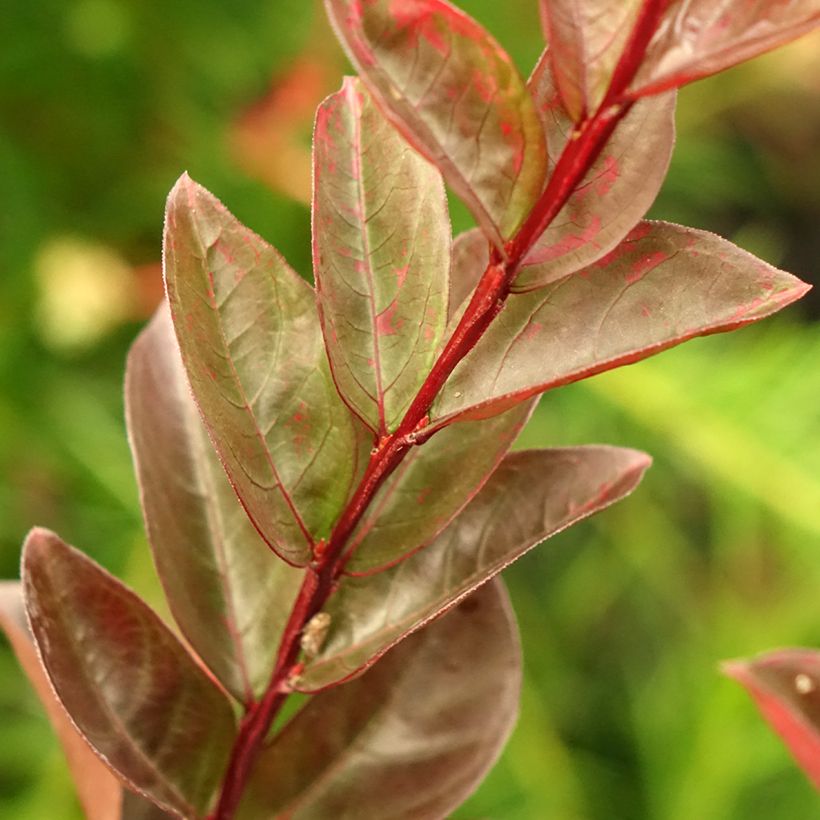 Lagerstremia indyjska Black Solitaire Blush (Ulistnienie)