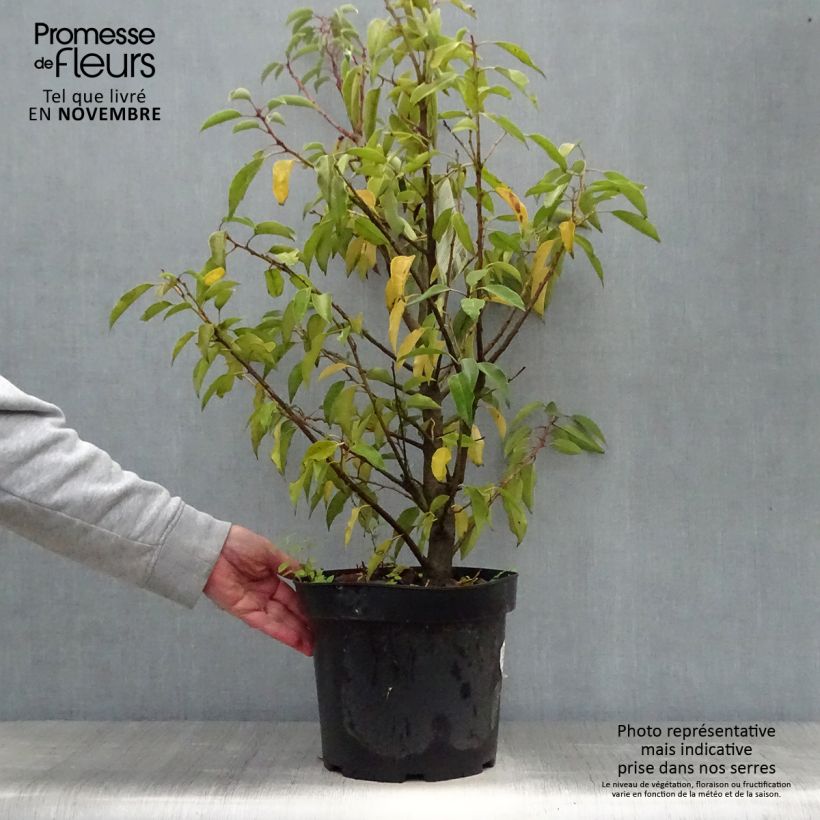 Przykładowy wygląd Laurowiśnia iberyjska Angustifolia Doniczka 7,5L/10L w momencie dostawy jesienią