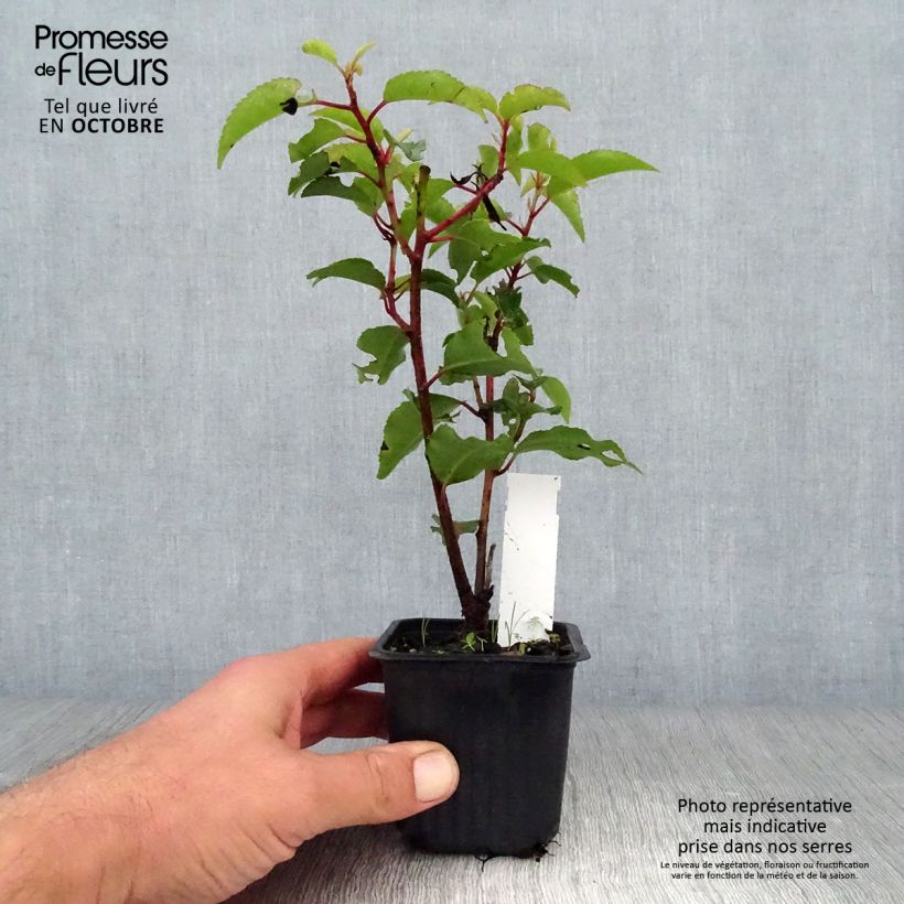 Przykładowy wygląd Laurowiśnia iberyjska Angustifolia Doniczka 8/9 cm w momencie dostawy jesienią