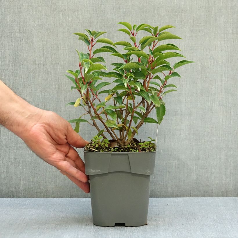 Przykładowy wygląd Laurowiśnia iberyjska Angustifolia Doniczka 2L/3L w momencie dostawy jesienią