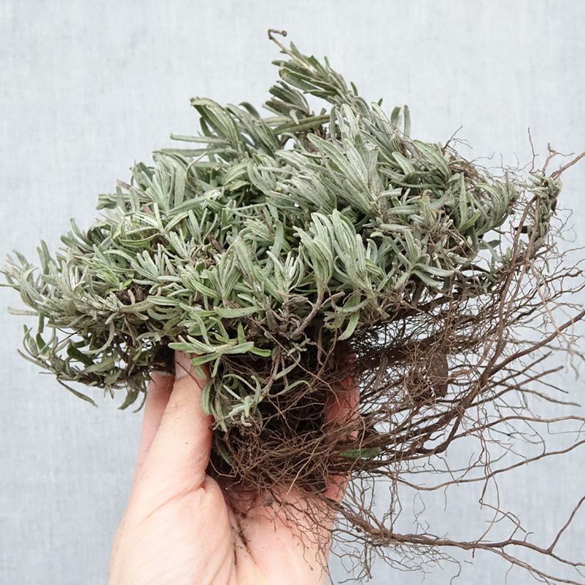Przykładowy wygląd Lawenda wąskolistna Hidcote Goły korzeń w momencie dostawy zimą