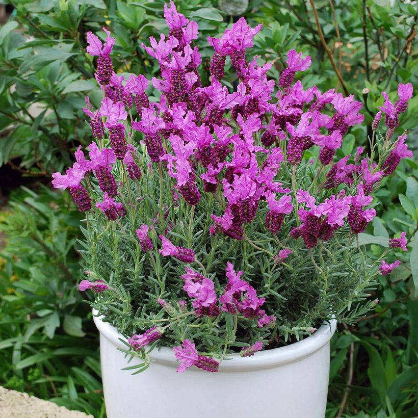 Lawenda francuska The Princess (Plant habit)