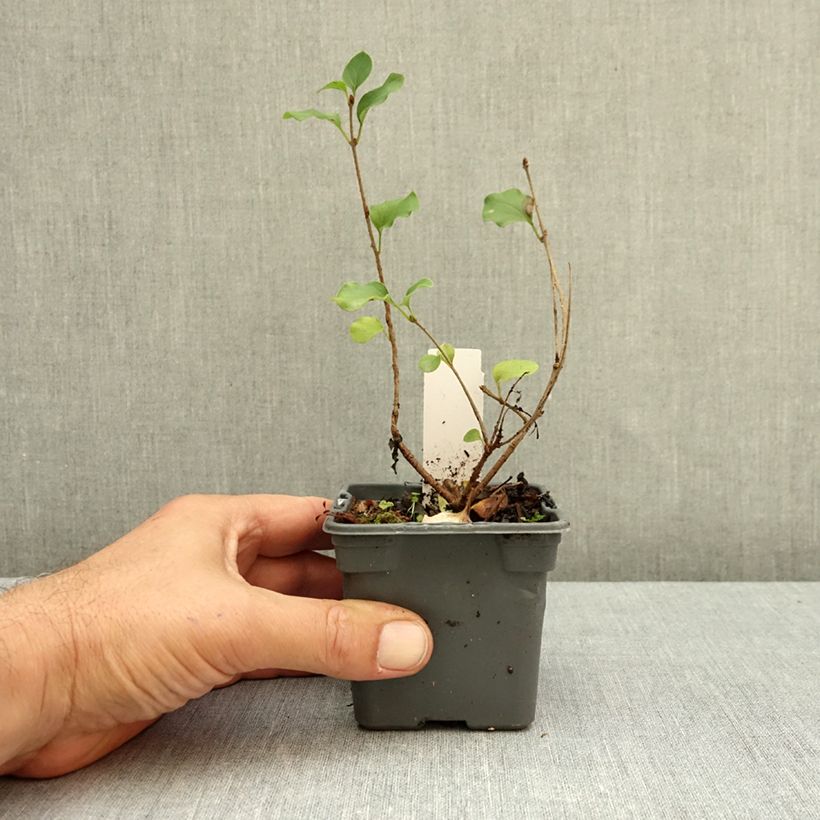 Przykładowy wygląd Lilak Meyera Palibin Doniczka 8/9 cm w momencie dostawy jesienią