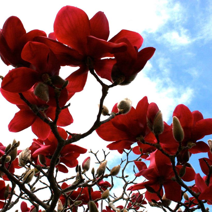 Magnolia Black Tulip (Kwitnienie)