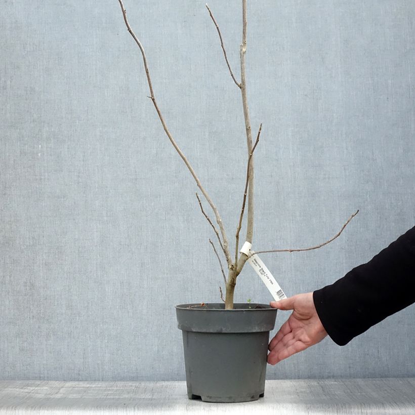 Przykładowy wygląd Magnolia Black Tulip Doniczka 4L/5L w momencie dostawy jesienią