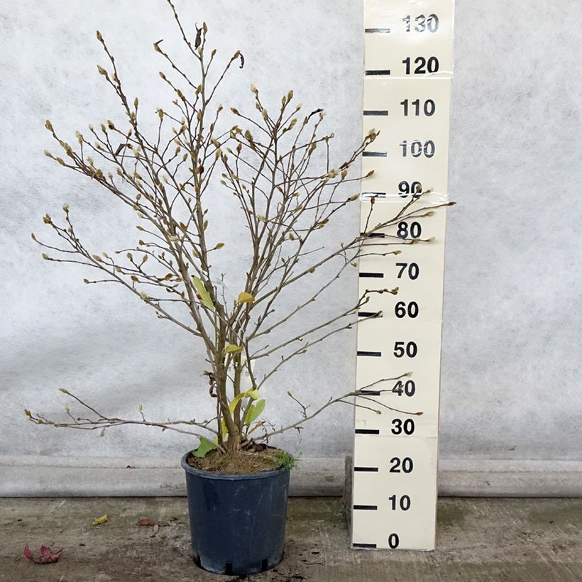 Przykładowy wygląd Magnolia gwiaździsta Royal Star Doniczka 12L/15L w momencie dostawy jesienią