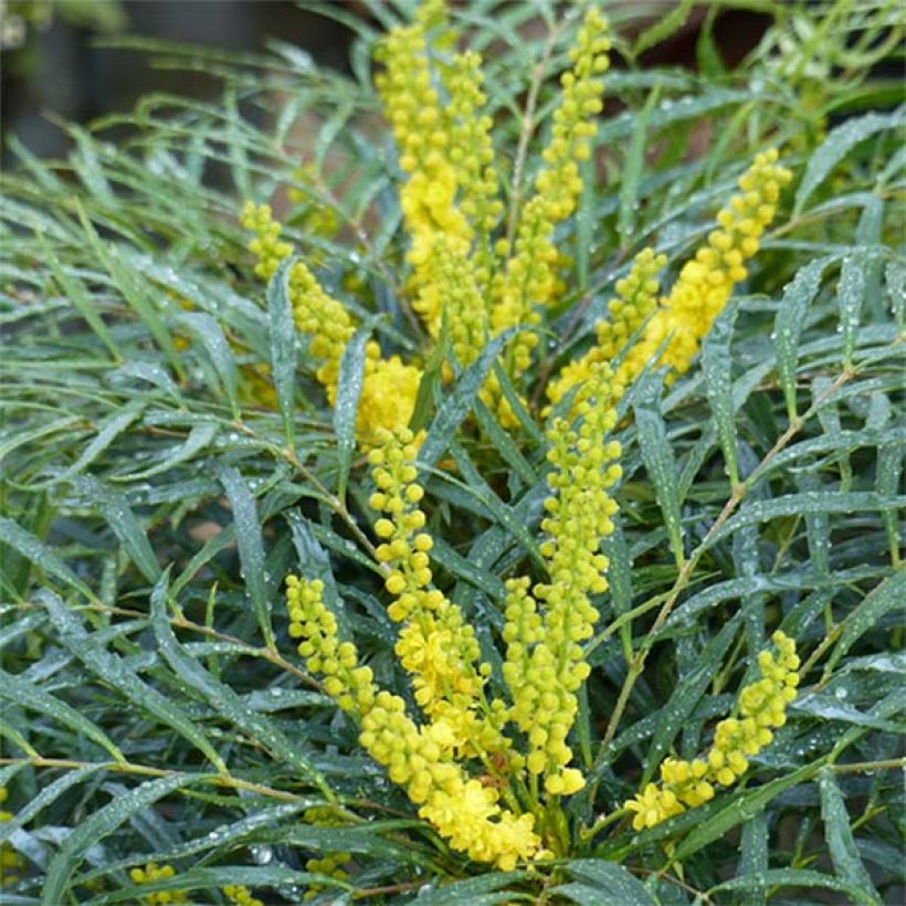 Mahonia chińska Soft Caress (Kwitnienie)