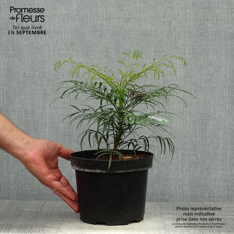 Przykładowy wygląd Mahonia chińska Soft Caress Doniczka 3L/4L w momencie dostawy jesienią