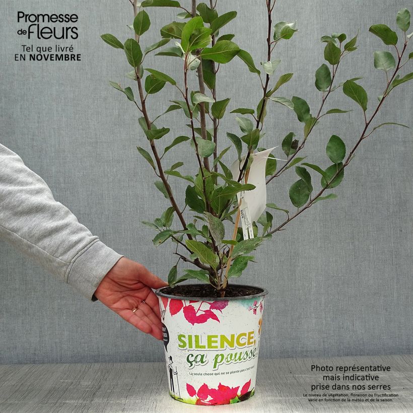 Przykładowy wygląd Malus Appletini Gulliver Doniczka 4L/5L w momencie dostawy jesienią