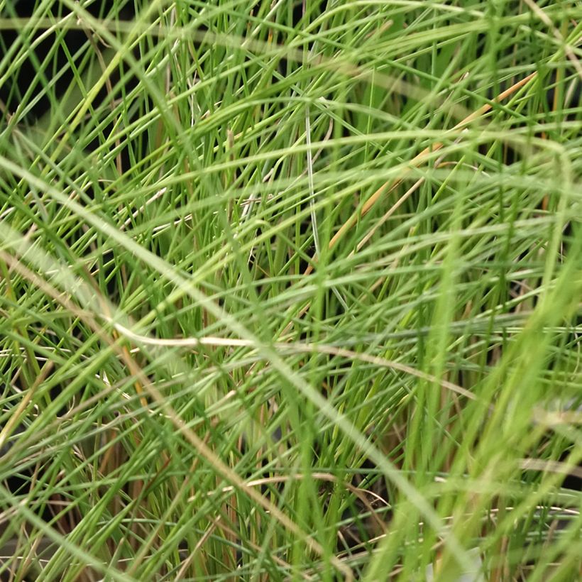 Muhlenbergia capillaris - Przyostnia włosowata (Ulistnienie)