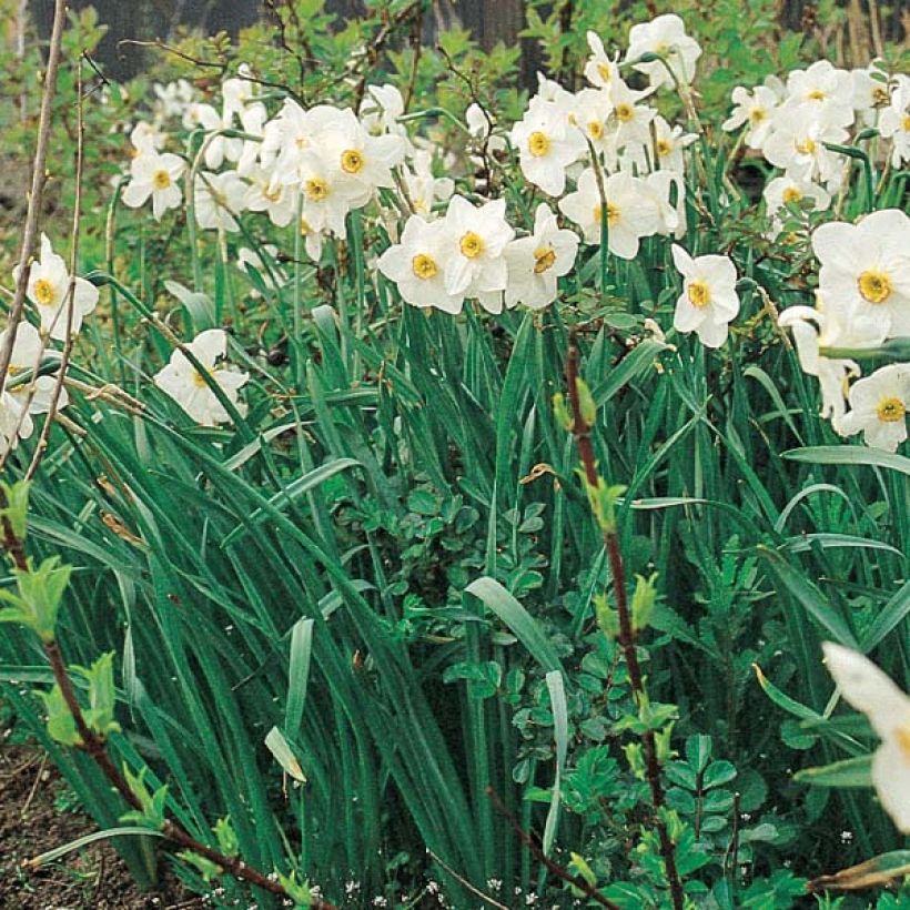 Narcyz poetycki Actaea (Plant habit)