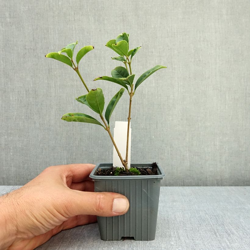 Przykładowy wygląd Wończa pachnąca - Osmanthus fragrans Doniczka 8/9 cm w momencie dostawy latem