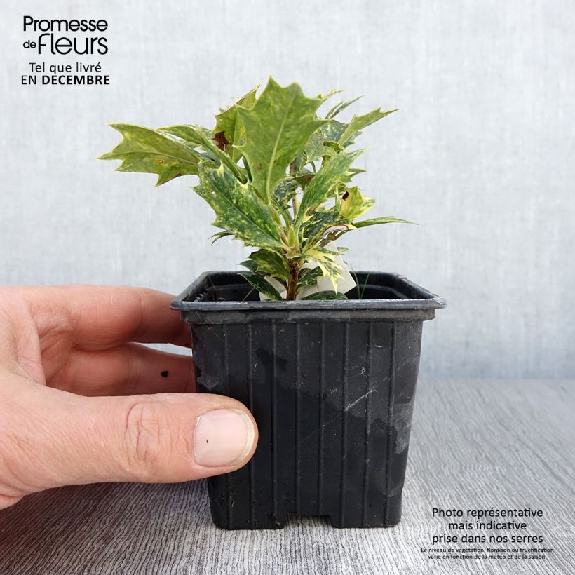Przykładowy wygląd Osmantus kolczasty Tricolor Doniczka 8/9 cm w momencie dostawy jesienią