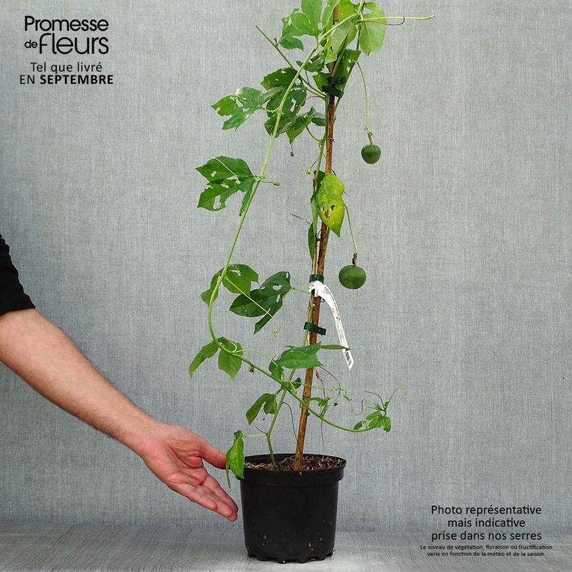 Przykładowy wygląd Męczennica cielista - Passiflora incarnata Doniczka 2L/3L w momencie dostawy jesienią