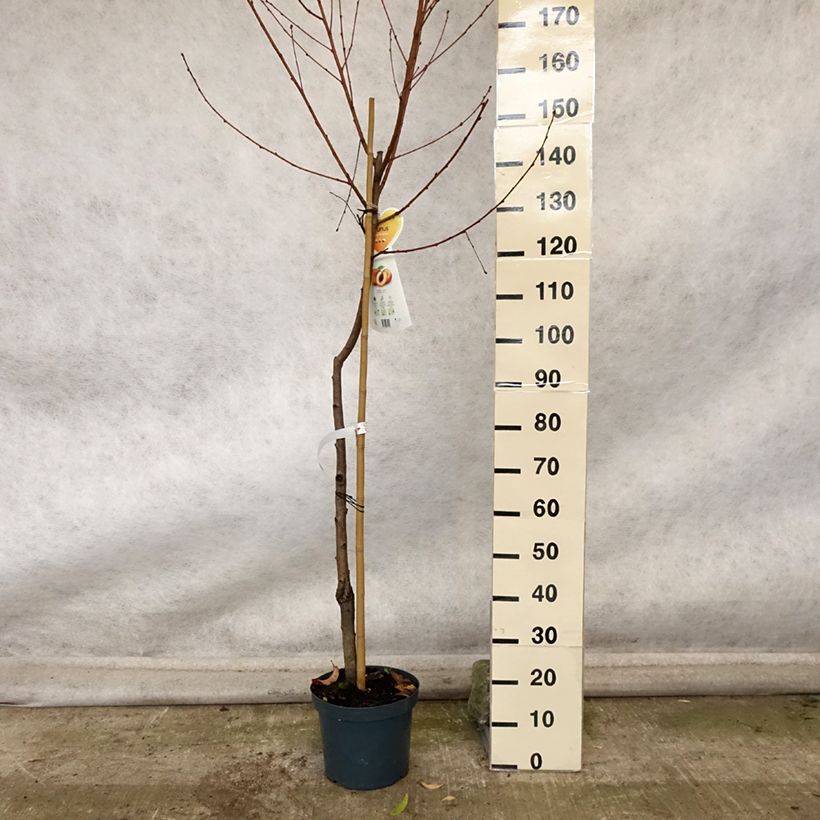 Przykładowy wygląd Brzoskwinia Suncrest Doniczka 7,5L/10L, Półpienna w momencie dostawy jesienią
