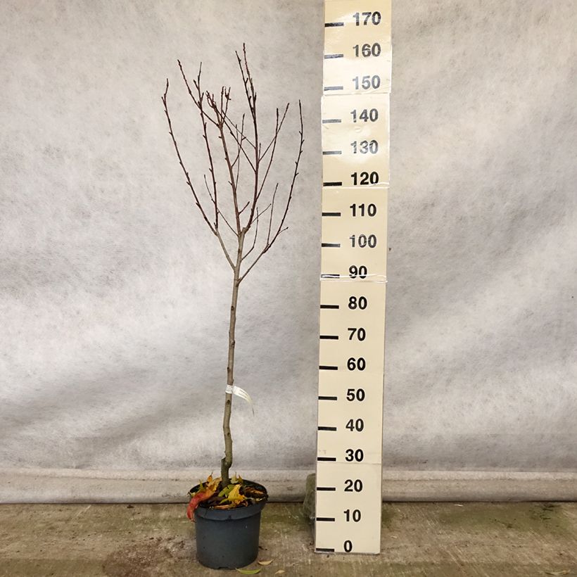 Przykładowy wygląd Brzoskwinia Suncrest Doniczka 7,5L/10L, Pucharowa w momencie dostawy jesienią