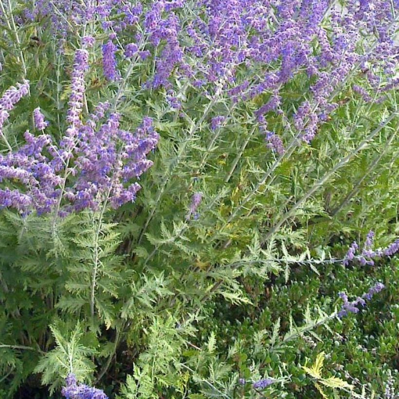 Perowskia łobodolistna Blue Spire (Ulistnienie)