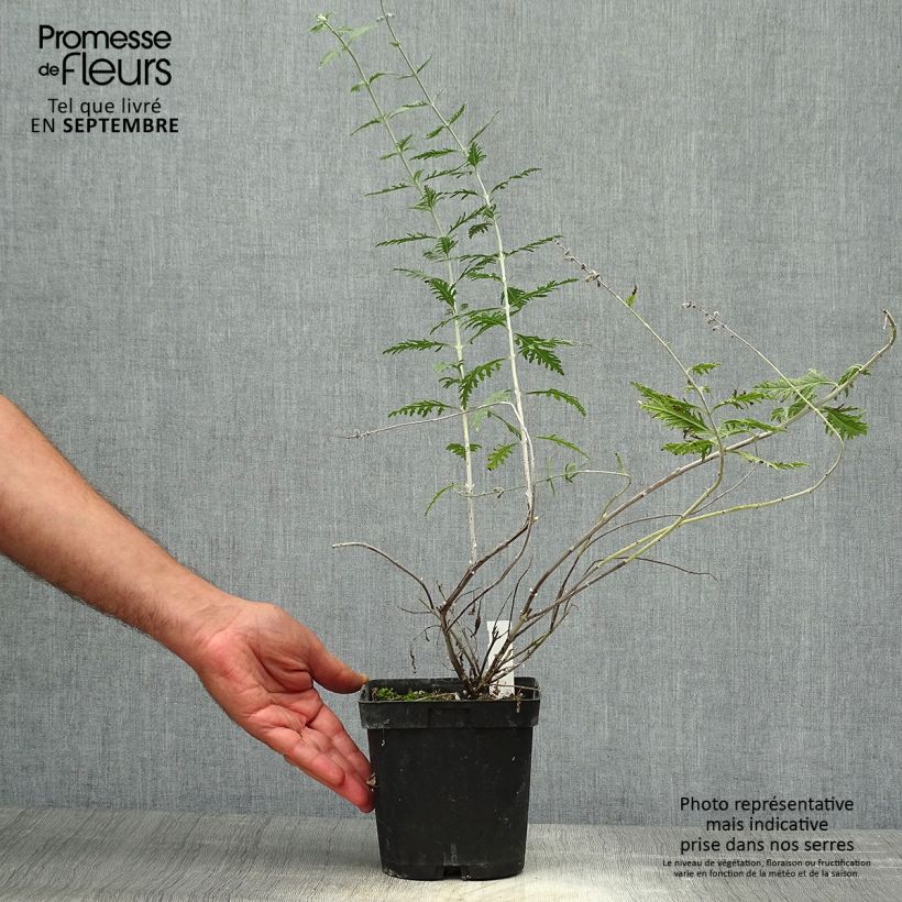 Przykładowy wygląd Perowskia łobodolistna Blue Spire Doniczka 2L/3L w momencie dostawy jesienią