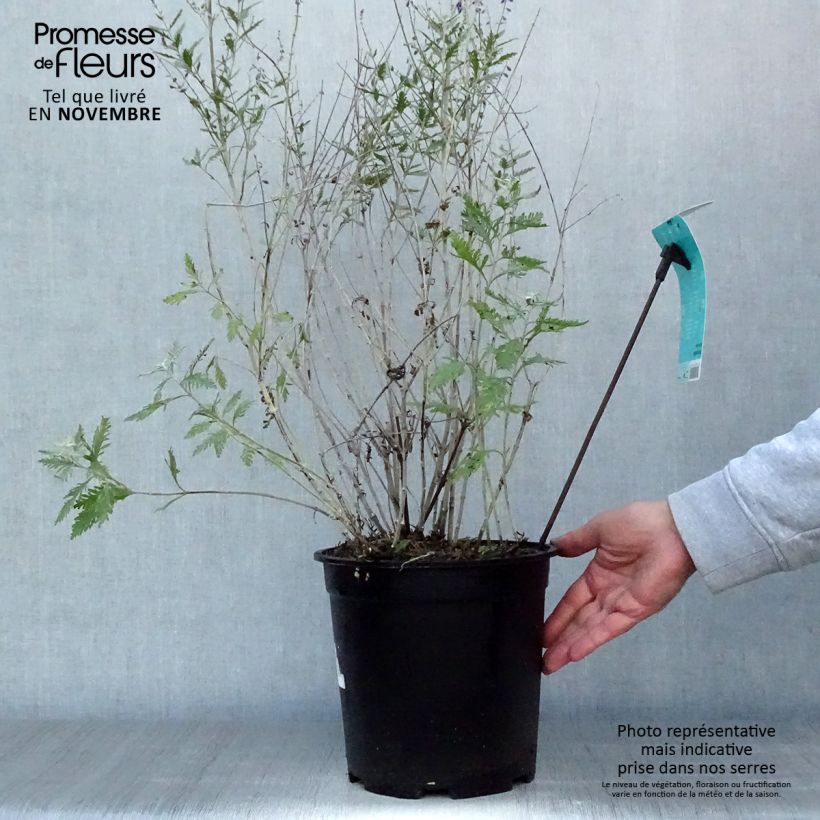 Przykładowy wygląd Perowskia łobodolistna Blue Spire Doniczka 4L/5L w momencie dostawy jesienią