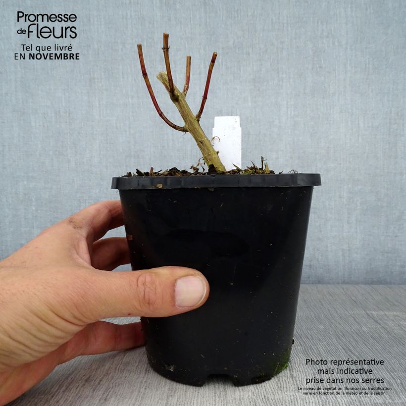 Przykładowy wygląd Floks wiechowaty David Doniczka 1,5L/2L w momencie dostawy jesienią