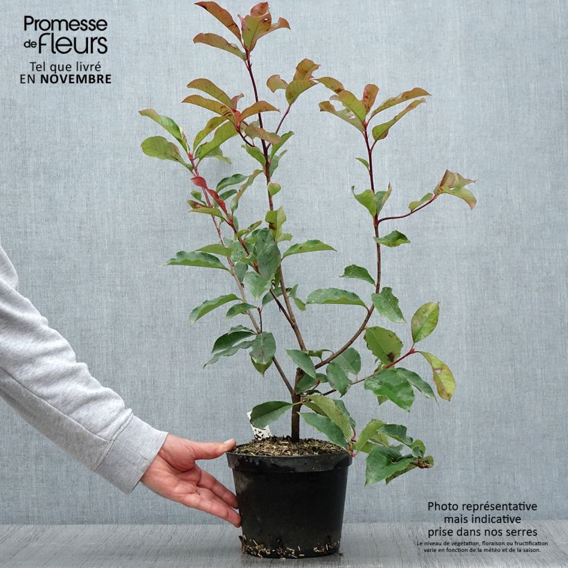 Przykładowy wygląd Głogownik Frasera Red Select Doniczka 3L/4L w momencie dostawy jesienią