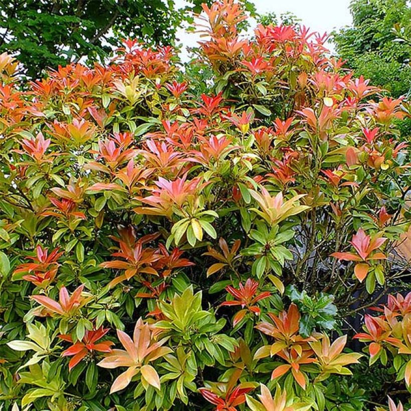Pieris japoński Forest Flame (Pokrój rośliny)