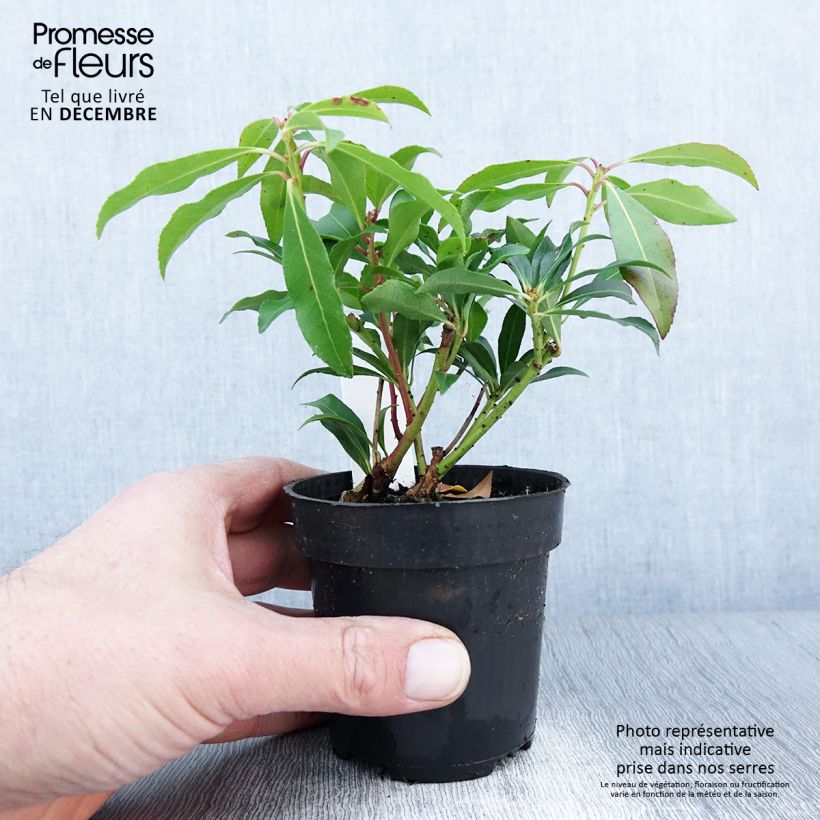 Przykładowy wygląd Pieris japoński Forest Flame Doniczka 8/9 cm w momencie dostawy jesienią