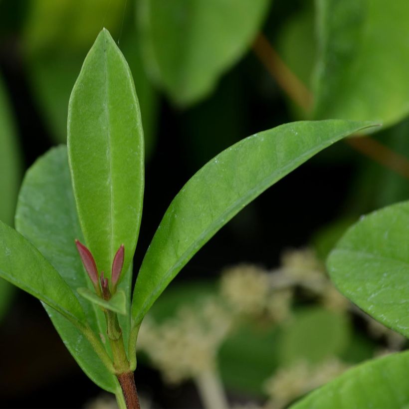 Pileostegia viburnoides - Pileostegia pnąca (Ulistnienie)
