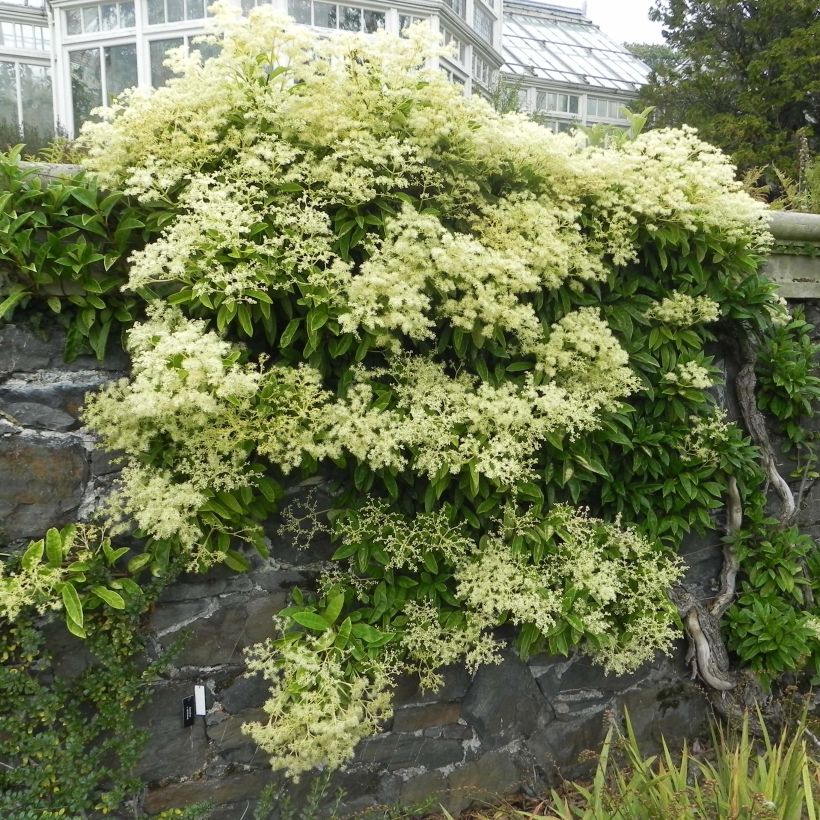 Pileostegia viburnoides - Pileostegia pnąca (Pokrój rośliny)