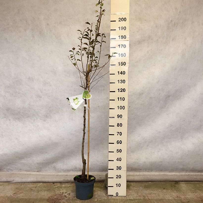 Przykładowy wygląd Grusza Komisówka (Doyenné du Comice) Doniczka 7,5L/10L, Forma półpienna w momencie dostawy jesienią