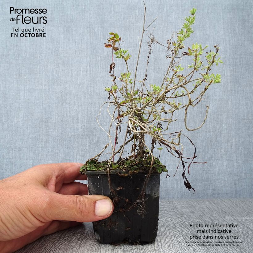 Przykładowy wygląd Potentilla fruticosa Red Ace Doniczka 8/9 cm w momencie dostawy jesienią