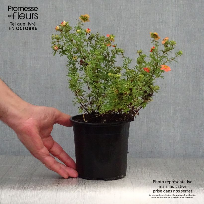 Przykładowy wygląd Potentilla fruticosa Red Ace Doniczka 1L/1,5L w momencie dostawy jesienią